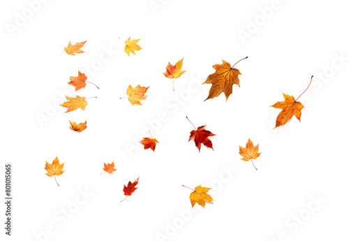 A dynamic arrangement of autumn leaves in mid-fall  with a palette of warm tones against a transparent background. Generative AI