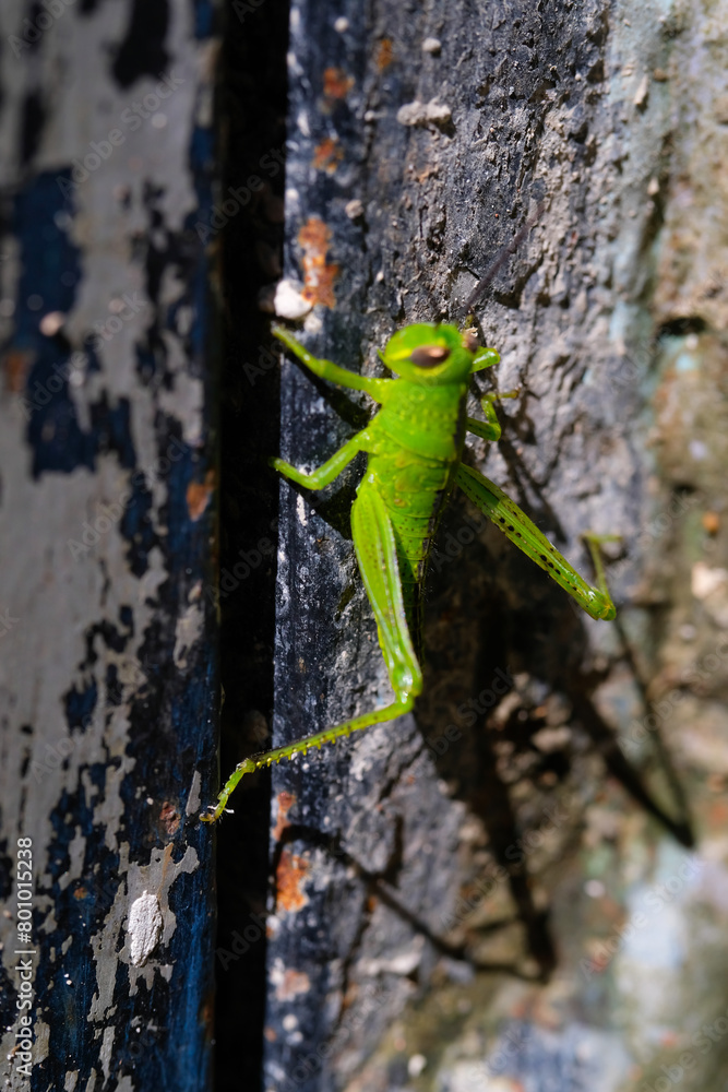 The Green Grasshopper landed on the wall. Close up photo of green grasshoppers sticking to a textured wall. Graphic Resources. Animal Themes. Animal Closeup. Macrophotography The Green Grasshopper landed on the wall. Close up photo of green grasshoppers sticking to a textured wall. Graphic Resources. Animal Themes. Animal Closeup. Macrophotography