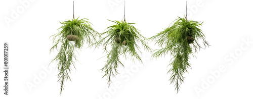 rendering of Casuarina Glauca hanging isolated