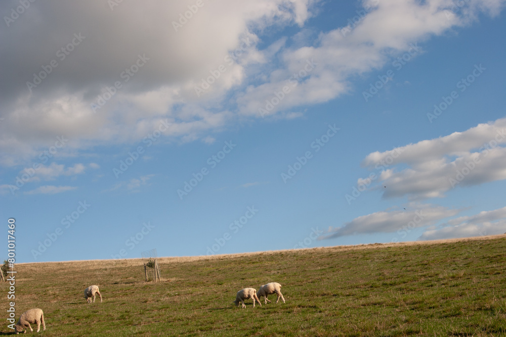 Fototapeta premium sheep in the field