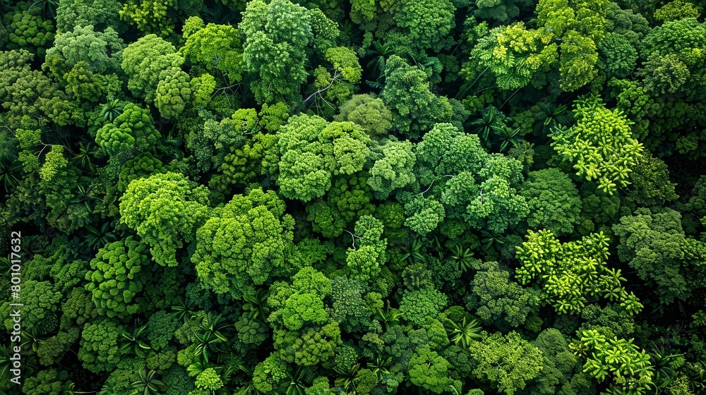 The lush green canopy of the rainforest is home to an incredible diversity of plant and animal life.