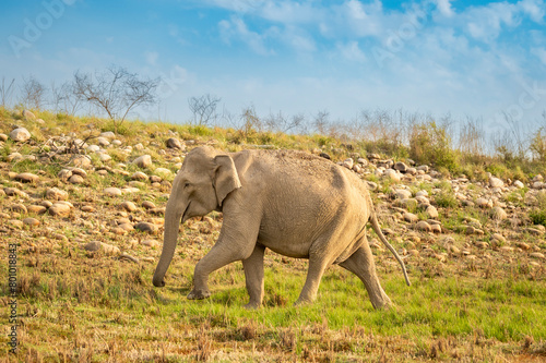 wild aggressive asian female elephant or Elephas maximus indicus walking in summer season safari in migration and natural scenic background jim corbett national park forest reserve uttarakhand india