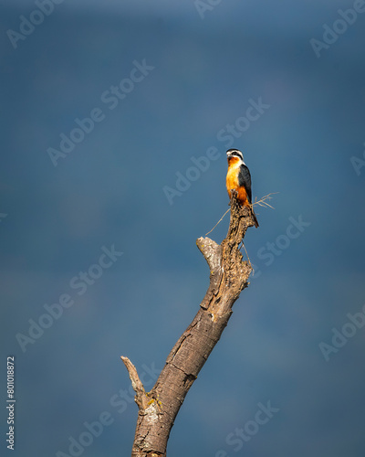 Collared falconet or Microhierax caerulescens bird of prey Falconidae perched high on tree natural blue sky background at dhikala zone jim corbett national park forest tiger reserve uttarakhand india photo