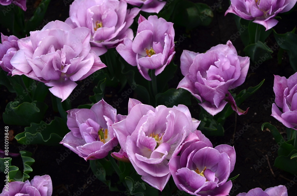 lilac tulips in the garden close-up lilac tulips in the garden close-up