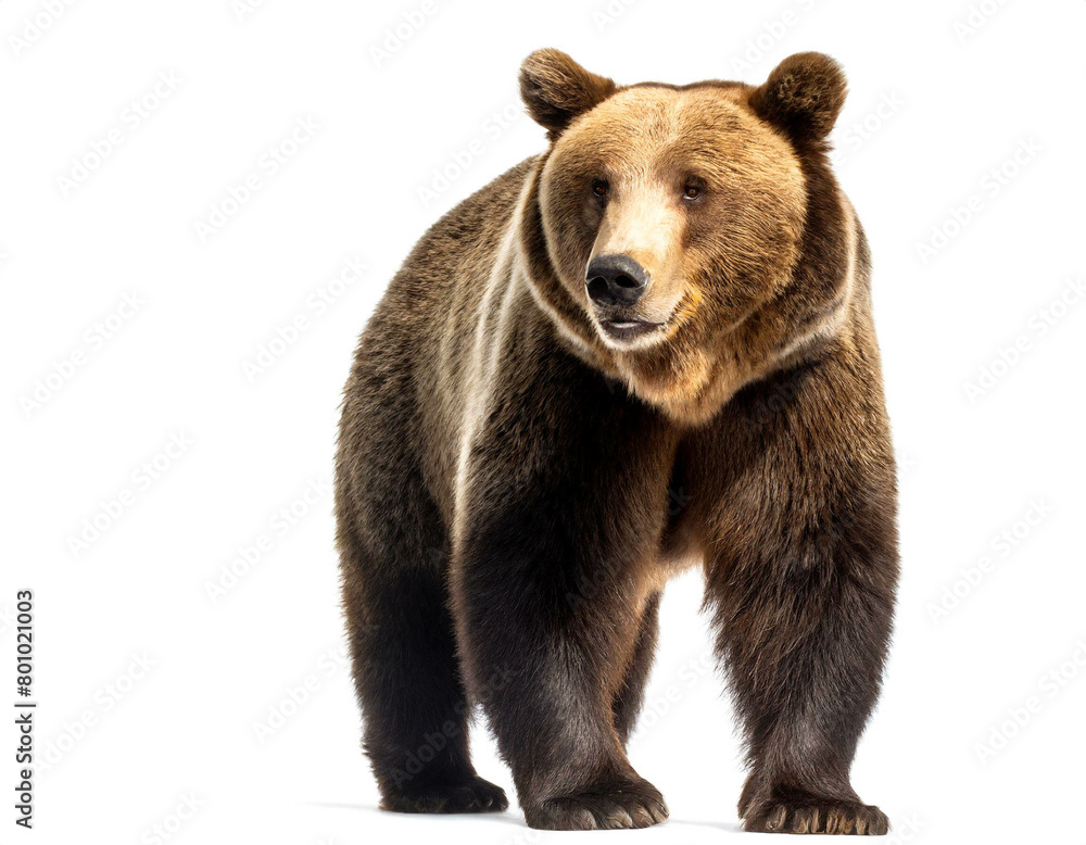 Fototapeta premium Grizzly auf vier Beinen isoliert auf weißen Hintergrund, Freisteller