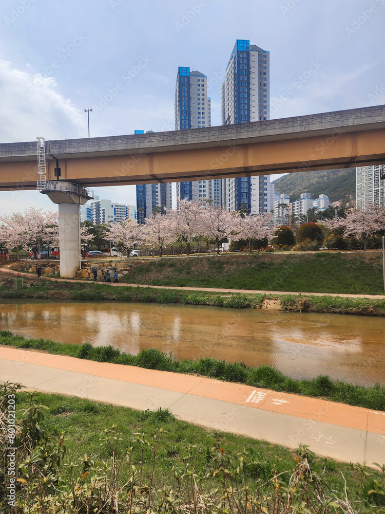 Obraz premium 벚꽃나무