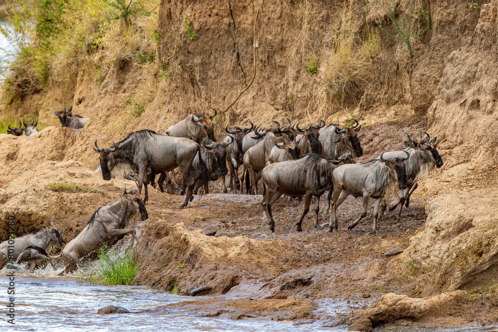 Fototapeta premium Wildebeest migration, Serengeti National Park, Tanzania, Africa