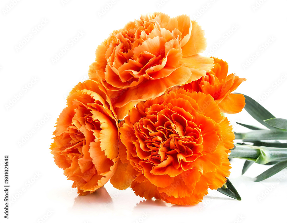 orange Nelken isoliert auf weißen Hintergrund, Freisteller 