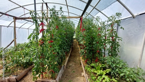 greenhouse with plants, tomatoes and paprika