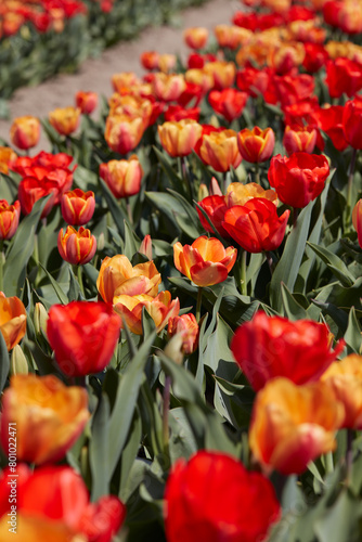 Tulip flowers in yellow and red colors, field in spring sunlight