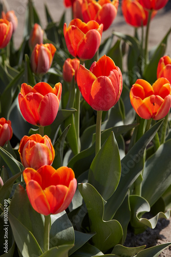 Tulip World's Favourite flowers in orange color in spring sunlight