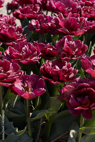 Tulip Silk Road, dark red flowers and field in spring sunlight