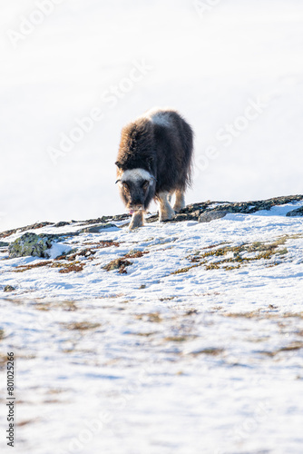 Beautiful frontal portrait of a baby muskox on a snowy hill with rocks and small grasses looking towards the ground with its tongue out looking for something to eat in the snowy landscape of Norway