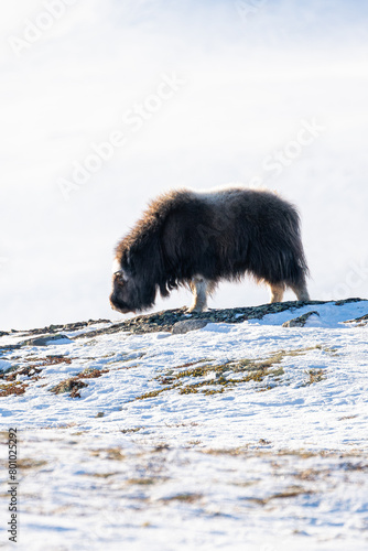 Beautiful side portrait of a baby muskox on a snowy hill with rocks and small grasses looking for something to eat in the snowy landscape of Norway, Europe