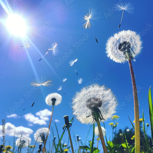 Multiple dandelions against a bright blue sky  seeds taking flight on a sunny day conveying hope