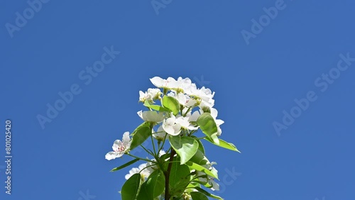 Wallpaper Mural A branch of a blooming pear against a background of blue sky in early spring. Torontodigital.ca