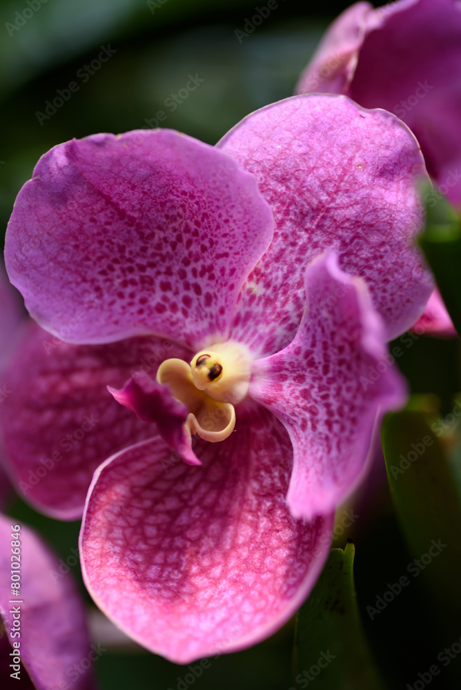Beautiful pink phalaenopsis orchid flower decoration in the tropical garden