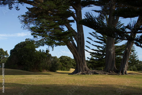 kauri trees, New Zealand native plants, park photo