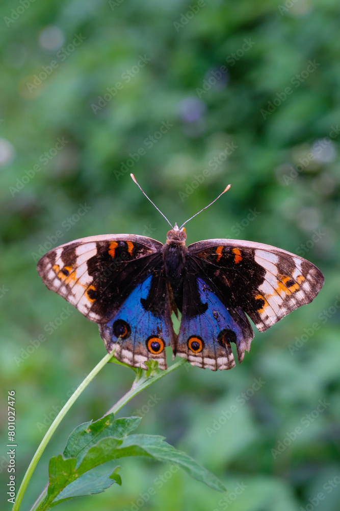 Obraz premium The Blue Pansy butterfly (Junonia orithya) perched on a daisy flower. Macro shot of The Blue Pansy Butterfly isolated. Graphic Resources. Animal Themes. Animal Closeup. Macrophotography