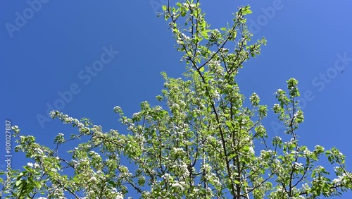 Wallpaper Mural In spring, a pear blossomed on a sunny, cloudless day. Torontodigital.ca