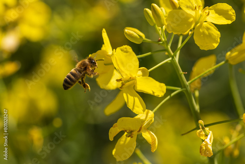 Eine Honigbiene fliegt zu einer gelben Rapsblüte