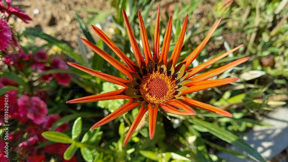 Syn. G. Splendens, Treasure Flower or Gazania Linearis
Syn. G. Splendens, Treasure Flower or Gazania Linearis