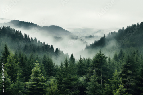 View of green forest trees © Neha