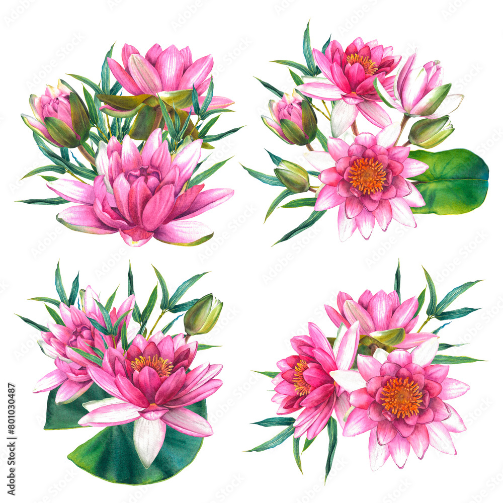 Obraz premium Pink water lily flowers with green leaves, bamboo twigs. Hand drawn watercolor illustration of lotus on isolated background. Botanical drawing for the design of invitations, cards, posters, fabrics.