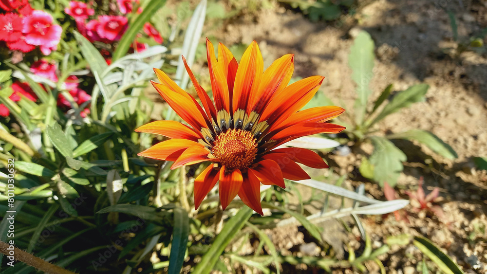 Garden flower of Syn. G. Splendens, Treasure Flower or Gazania Linearis
Garden flower of Syn. G. Splendens, Treasure Flower or Gazania Linearis