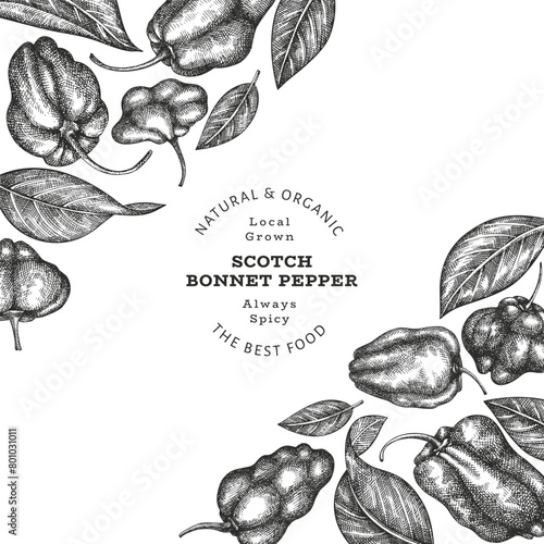 Hand drawn sketch style scotch bonnet pepper banner. Organic fresh vegetable vector illustration. Retro cayenne pepper design template
