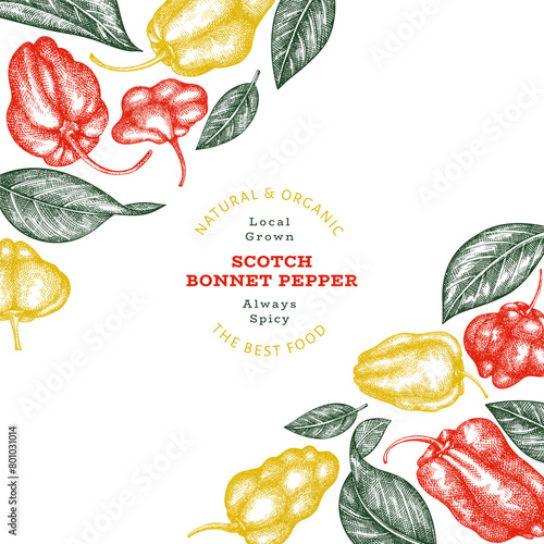 Hand drawn sketch style scotch bonnet pepper banner. Organic fresh vegetable vector illustration. Retro cayenne pepper design template