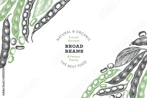 Hand drawn broad beans design template. Organic fresh food vector illustration. Retro pods illustration. Engraved botanical style cereal background.