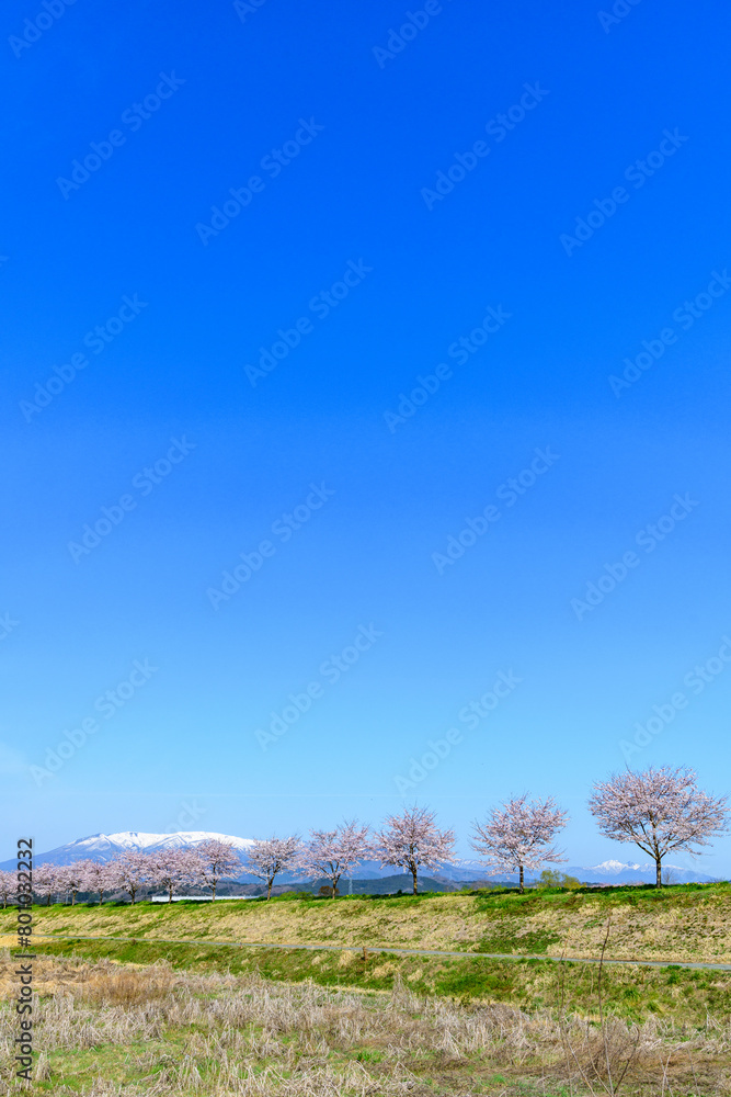 おおがわら桜ライン 宮城県 大河原町
