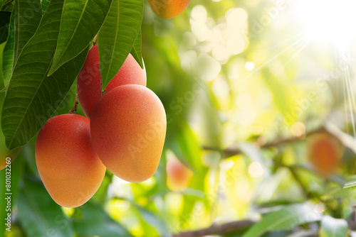 Red mango on tree with green leaves and sunlight background.