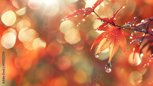 Close up red autumn leaves of maples tree branch with sparkle on water drop and soft sunlight blurred background