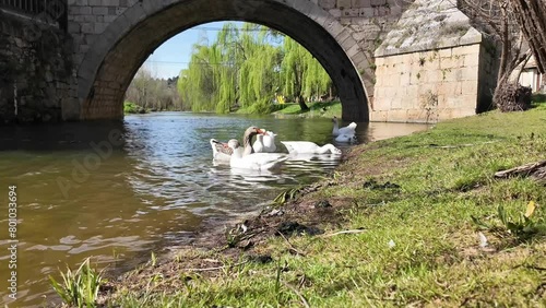 Medium closeup view of a gaggle of geese in a quiet river next to a stone bridge in Soria, Spain. Sunny bright day. photo