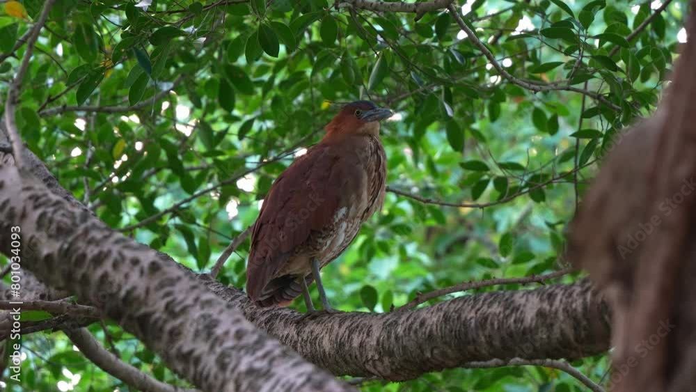 A Malayan night heron perched on tree branch, emitted low croaks and guttural sounds, asserting its presence and warning off a Pallas's squirrel, marking its territory in the forest. A Malayan night heron perched on tree branch, emitted low croaks and guttural sounds, asserting its presence and warning off a Pallas's squirrel, marking its territory in the forest.