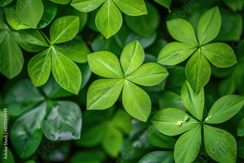 Oxalis Deppei Plant - Green Leaves with Tuberous Roots. Evergreen Foliage of Perennial Oxalis photo
