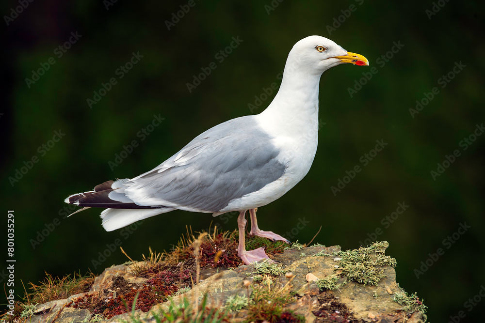Herring gull, Larus argentatus perched on a cliff top over looking the sea Herring gull, Larus argentatus perched on a cliff top over looking the sea