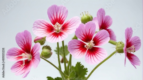 closeup of geranium flowers on plain white background from Generative AI