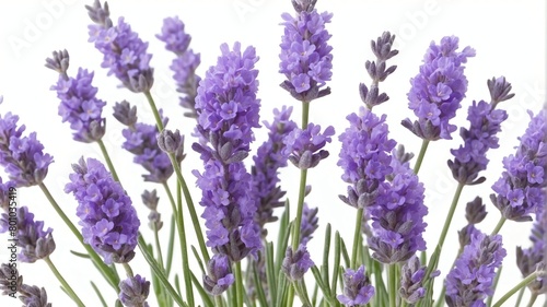 closeup of lavender flowers on plain white background from Generative AI