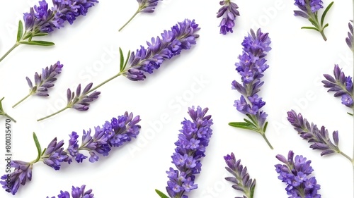 closeup of lavender flowers on plain white background from Generative AI