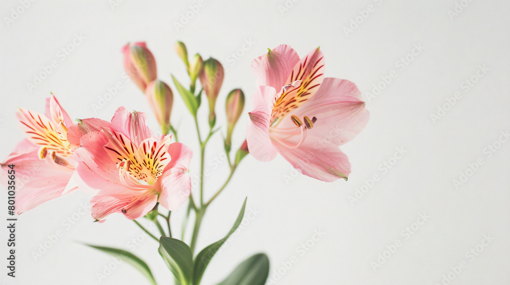 Pink alstroemeria flower on white background