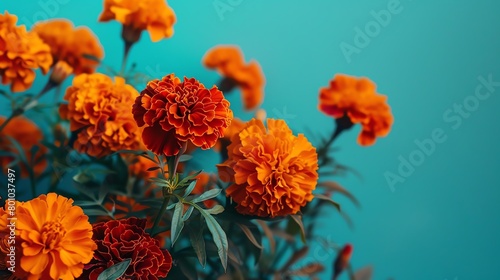 Cluster of marigolds, vivid blue background, cultural festival magazine cover, high contrast lighting, frontal view