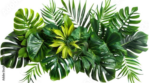 Tropical leaves foliage plant bush floral arrangement nature backdrop isolated on white background  clipping path included  Exotic plant  palm leaf  monstera on isolated white background 