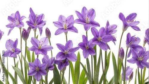 closeup of purple spring flowers on plain white background from Generative AI