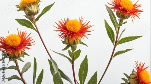 closeup of safflower flowers on plain white background from Generative AI photo