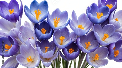 closeup of blue crocus flowers on plain white background from Generative AI