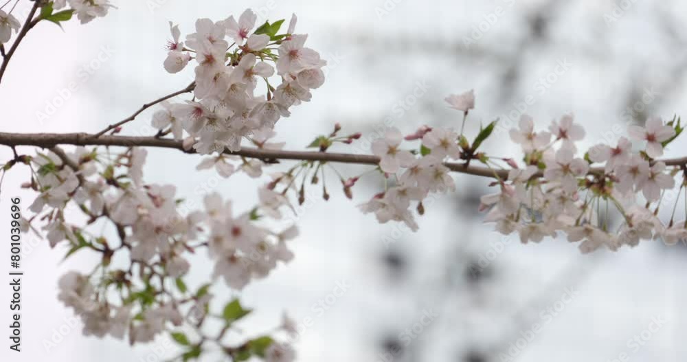 風に揺れる桜の枝をクローズアップした映像。 風に揺れる桜の枝をクローズアップした映像。
