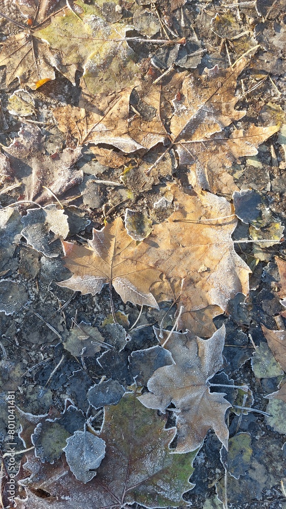 Autumn leaves on the ground and morning frost background